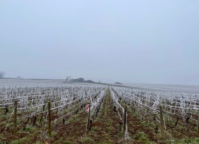 2025 sampigny vigne givrée 