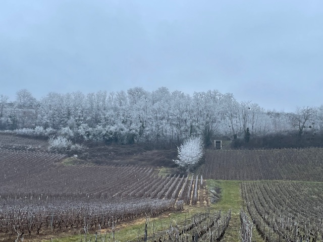 2025 sampigny vigne givrée 