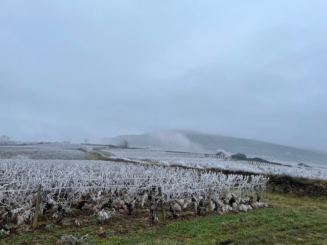 2025 sampigny vigne givrée 