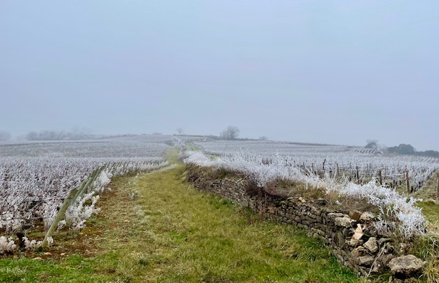 2025 sampigny vigne givrée 